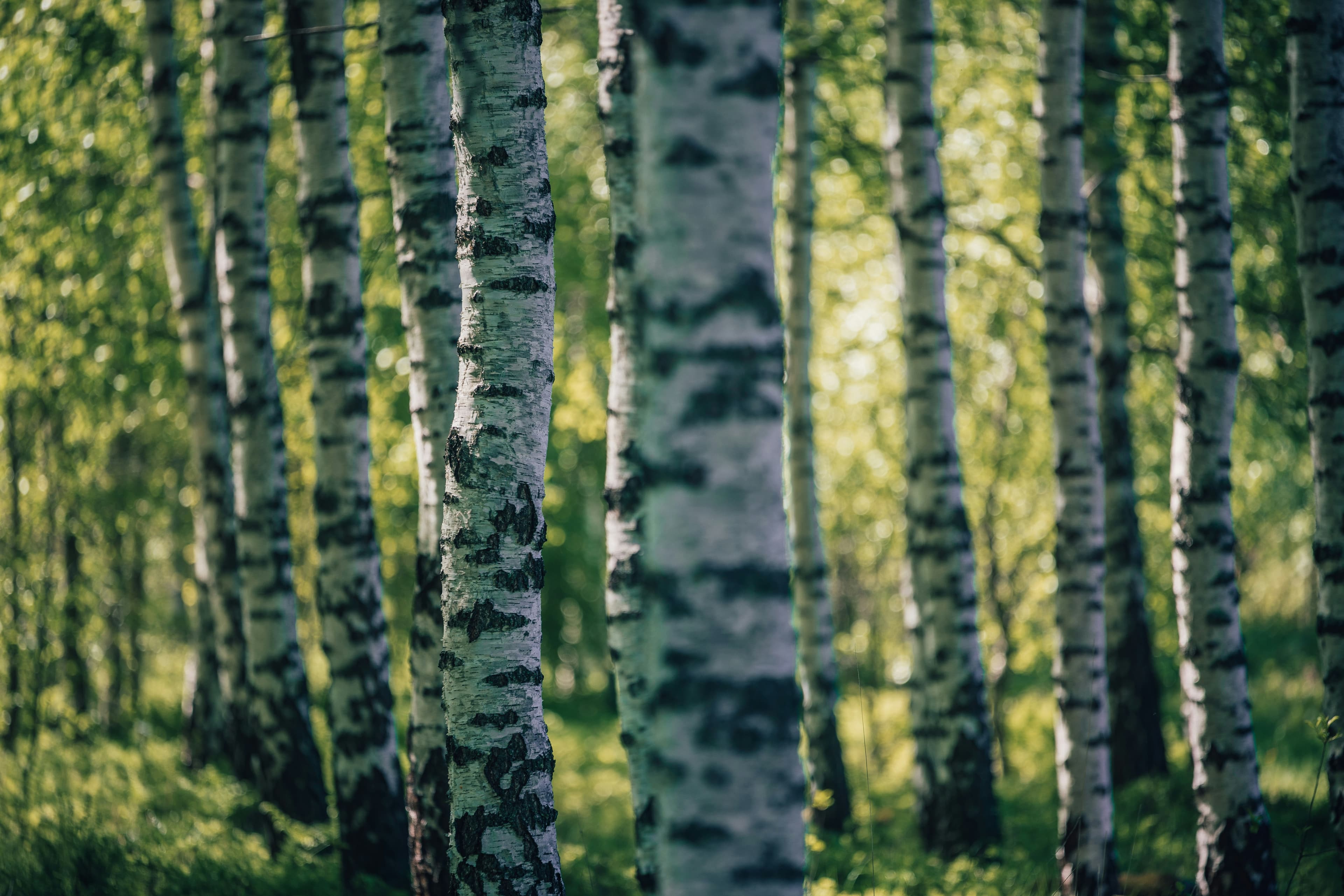 Sunlight filtering through a Finnish birch forest